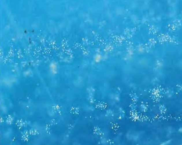 Snowflake Rutile Inclusion Clouds in Kashmir Sapphire
