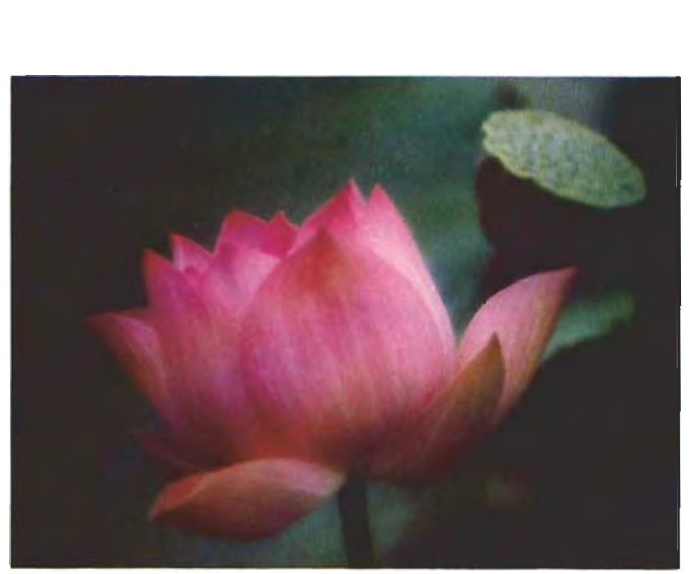 Oriental lotus blossom padparadscha origin