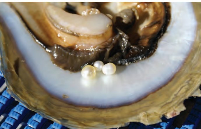 Natural pearls in wild Pinctada maxima shell