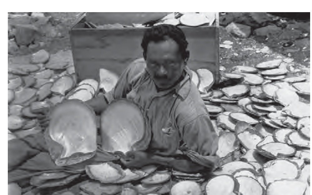 Large Pinctada maxima mother of pearl shells displaying thick nacre