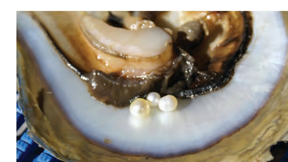 Natural Australian South Sea pearls extracted from wild Pinctada maxima